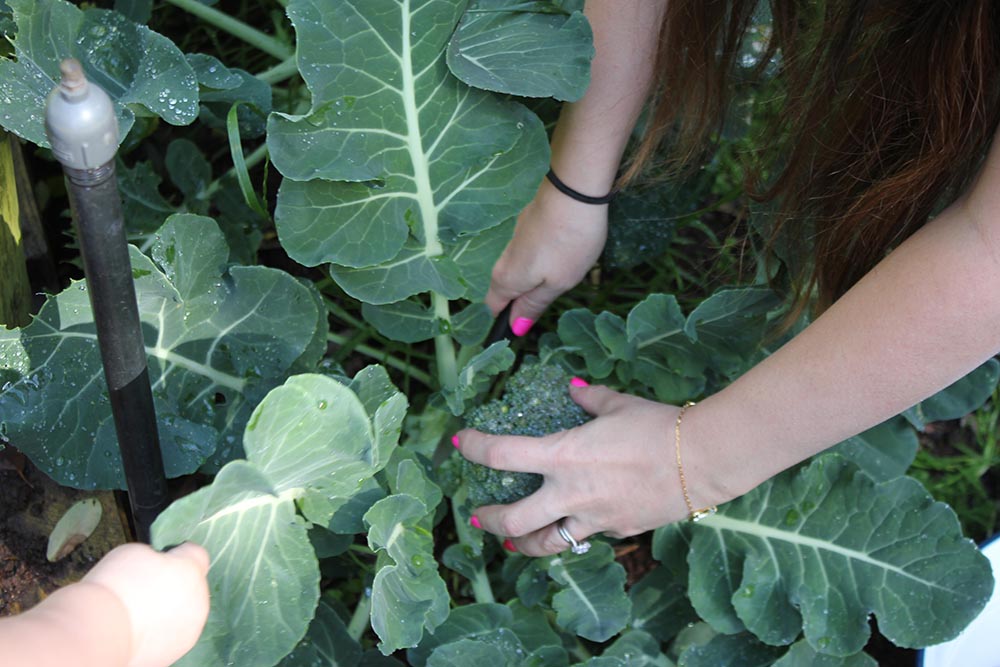Eat your greens www.cherryandme.com