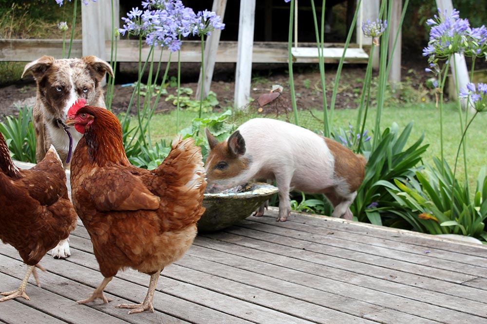 Tea Party cherryandme.com