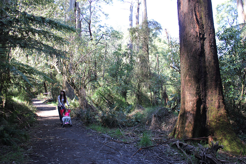 The Dandenongs www.cherryandme.com