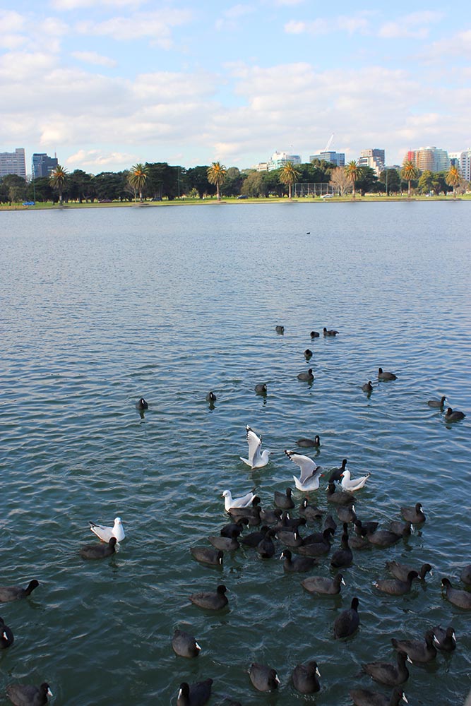 Albert Park Lake www.cherryandme.com